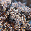 Coralline algae in Salt Point SMCA