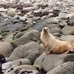 California sea lion in Gerstle Cove SMR