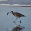 Whimbrel with sand crab at Samoa SMCA