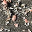 Pacific sand crab molts washed ashore at Samoa SMCA