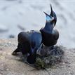 Brandt's cormorants nesting in Matlahuayl SMR