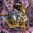 Zonaria farlowii coralline algae in San Diego-Scripps Coastal SMCA