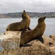 California sea lions in Matlahuayl SMR