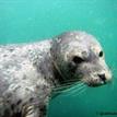 Harbor seal in San Diego-Scripps Coastal SMCA