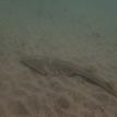 A shovelnose guitarfish in the San Dieguito Lagoon SMCA