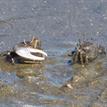 Fiddler crabs in the San Dieguito Lagoon SMCA