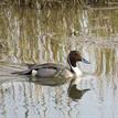 A northern pintail in the San Dieguito Lagoon SMCA