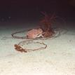 Red rock crab and kelp at Santa Barbara Island SMR