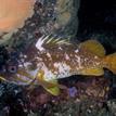 Gopher rockfish at Saunders Reef SMCA