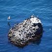 Pelicans and cormorants on an offshore rock, Scorpion SMR