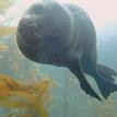 Harbor seal in a kelp forest, Scorpion SMR