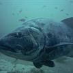 Giant sea bass at Scorpion SMR