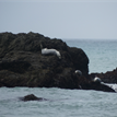 Harbor seals in Sea Lion Gulch SMR