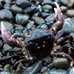 Purple shore crab in Sea Lion Gulch SMR