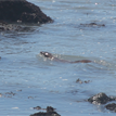 North American river otter in Sea Lion Gulch SMR