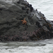Ochre sea star in Sea Lion Gulch SMR