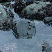 Black tegulas in Sea Lion Gulch SMR