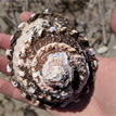 Wavy turban snail shell near Skunk Point SMR