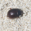 Channel Islands dune beetle on the sandy beach near Skunk Point SMR