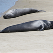 Northern elephant seals on the sandy beach at Skunk Point SMR