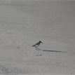 Western sandpiper on the sandy beach at Skunk Point SMR