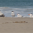 Royal terns near the surf at Skunk Point SMR