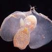 Pacific batwing sea slug in Soquel Canyon SMCA