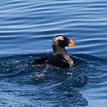 Tufted puffin in Soquel Canyon SMCA