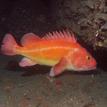Yelloweye rockfish in South Cape Mendocino SMR