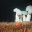 White-plumed anemones, sponges, and brittle stars in South Cape Mendocino SMR