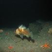 Quillback rockfish, henricia sea star, kelp greenling, and sponges in South Cape Mendocino SMR