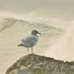 Olympic gull in South Cape Mendocino SMR