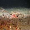 A giant Pacific octopus among feather stars and fragile pink urchin in South Cape Mendocino SMR