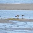 Whimbrels on the beach, South Humboldt Bay SMRMA
