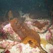 California scorpionfish in South La Jolla SMR
