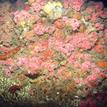 Colorful invertebrates on a rocky reef at South Point SMR