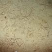 Brittle stars on sandy seafloor in South Point FMR