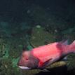 Male California sheephead at South Point SMR