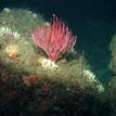 Gorgonians and sponges at South Point SMR
