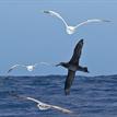 Gulls and a black-footed albatross at South Point SMR