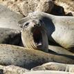 Elephant seals in Southeast Farallon Island Special Closure