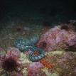 A wolf eel and multiple invertebrate species in Southeast Farallon Island SMR