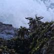 Sea palm in Southeast Farallon Island Special Closure