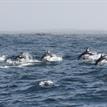 Pacific white-sided dolphins in Southeast Farallon Island SMR