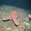 Octopus, anemone, and bat stars in Southeast Farallon Island SMR