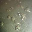 Dungeness crabs near Southwest Seal Rock Special Closure