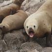 Steller sea lions near Southwest Seal Rock Special Closure