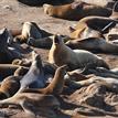 Steller sea lions near Southwest Seal Rock Special Closure
