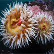 Anemone, bat star, coralline-fringed tubeworms, and purple sea urchin in Stewarts Point SMR