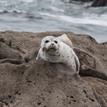 Harbor seal in Stewarts Point SMR